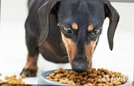 Корм для собак крупных пород