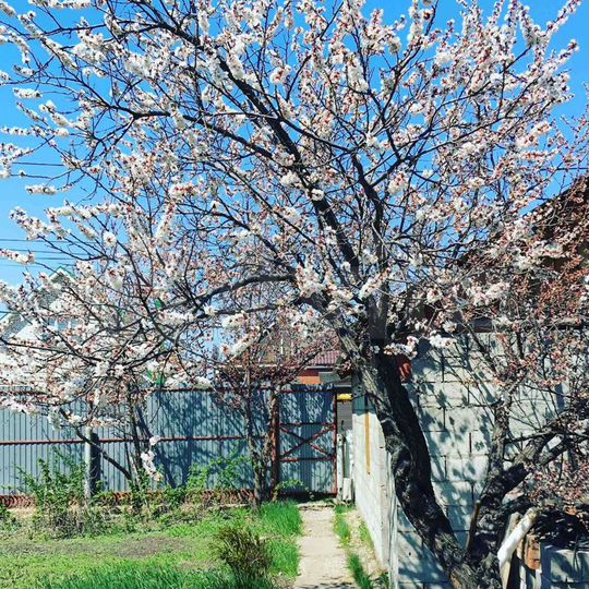 Дом 50 м² на участке 5,5 сот.