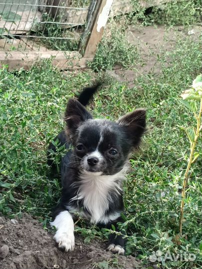 Щенки чихуа, мальчики и девочки