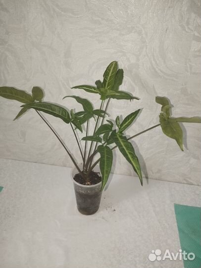 Сингониум а Ангустатум