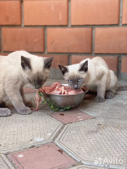 Сиамские котята