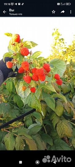 Рассада малины