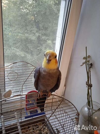 Попугай корелла с клеткой