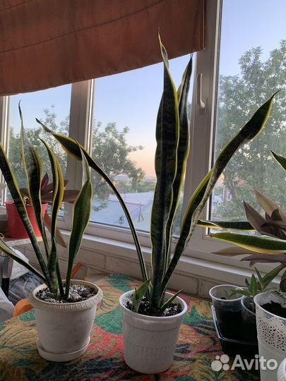 Сансевиерия