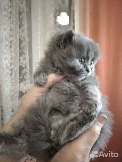 Котик голубой британец