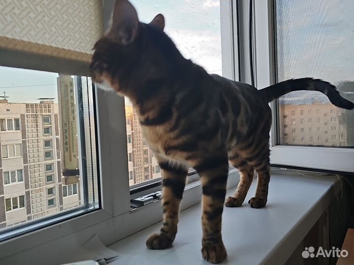Бенгальский кот на вязку
