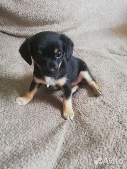 Щенок той терьер