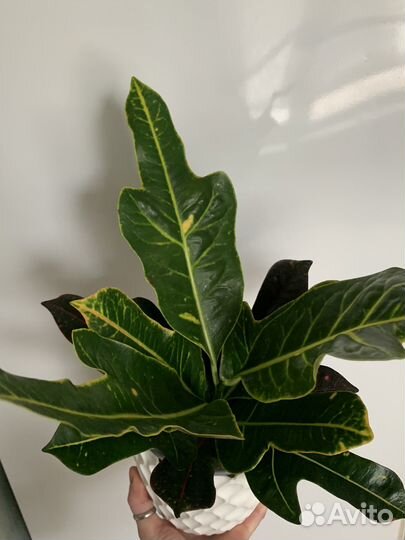 Кодиеум (кротон)