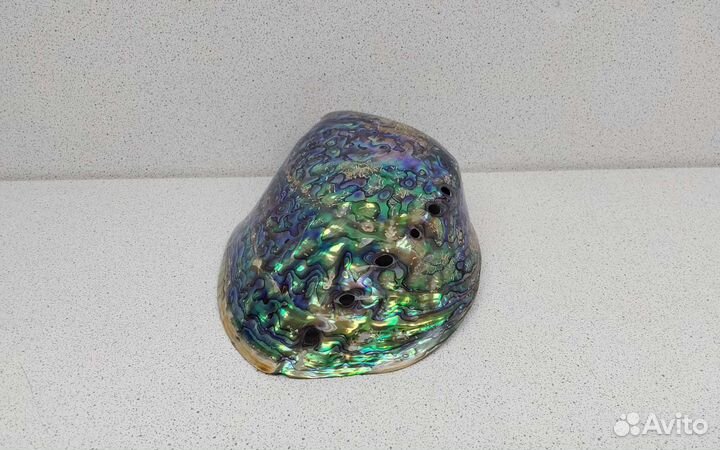 Халиотис Ирис 14,4 морская ракушка раковина