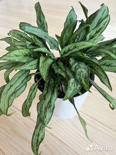 Аглаонема cutlass
