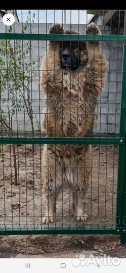 Собачья шерсть