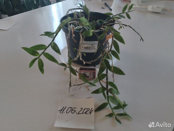 Орхидея Dendrobium