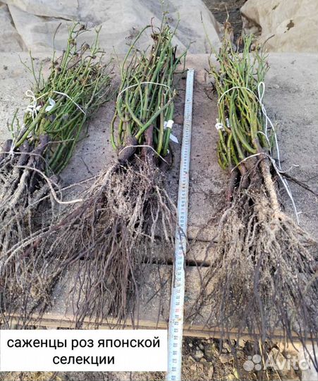 Розы японки