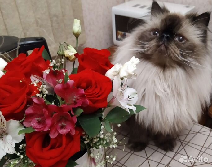 Гималайский персидский котик