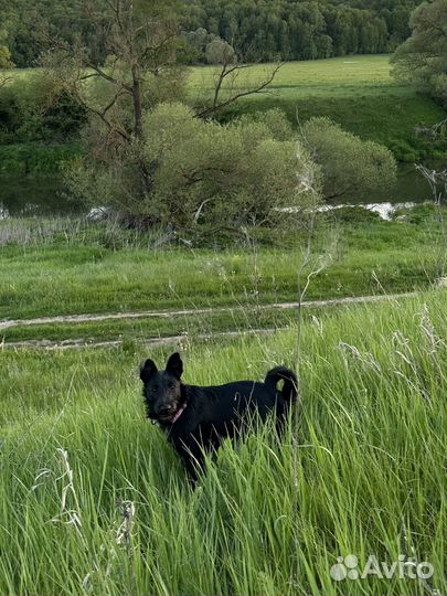 Ушастик в добрые руки