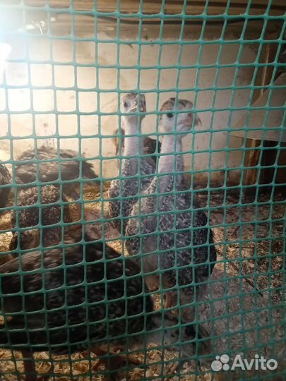 Индюшата бронзовые