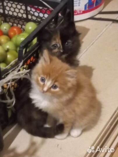 Кошки в добрые руки