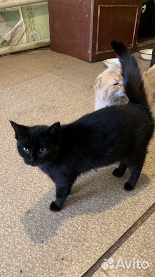 Отдам в самые лучшие руки