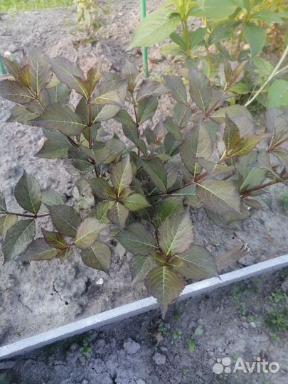 Кустики Вейгелы Нана Пурпуреа