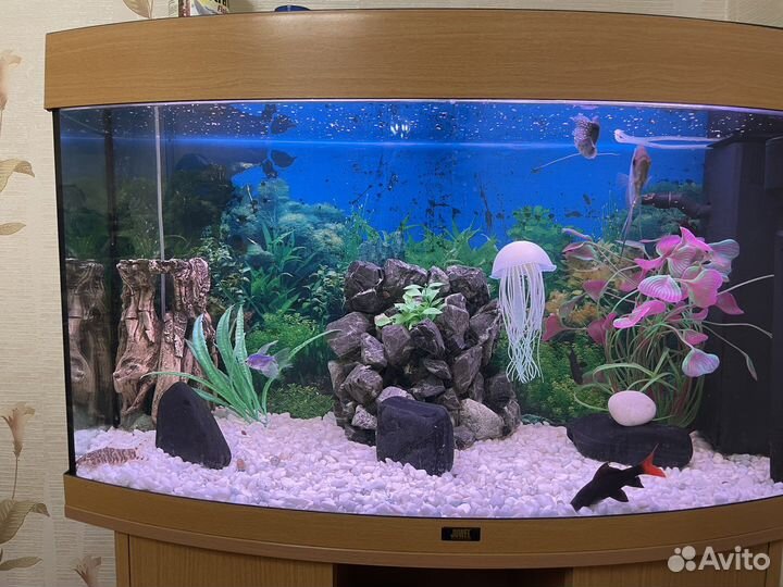 Аквариум