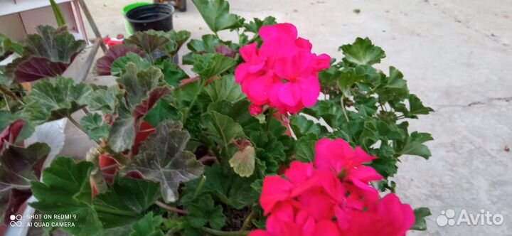 Комнатные цветы герань