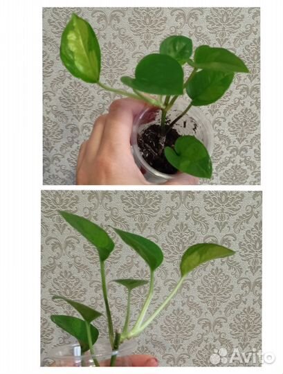 Сциндапсус, эпипремнум