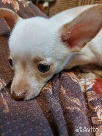 Щенки тойтерьера