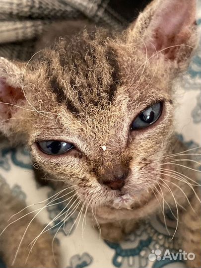 Донской сфинкс котята