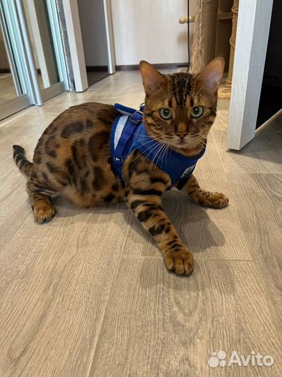 Шлейка для кошек и собак поводок Качество