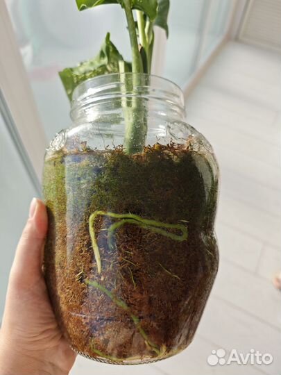 Дифенбахия