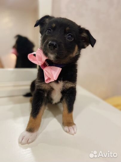 Очаровательные щеночки в добрые руки