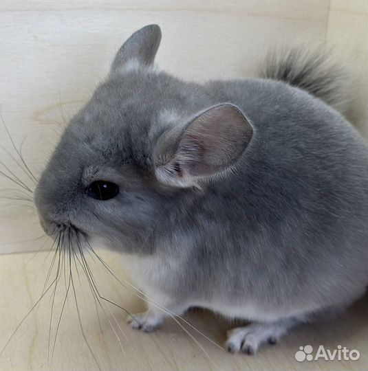 Бронь Шиншиллы фиолетовые носители ангоры
