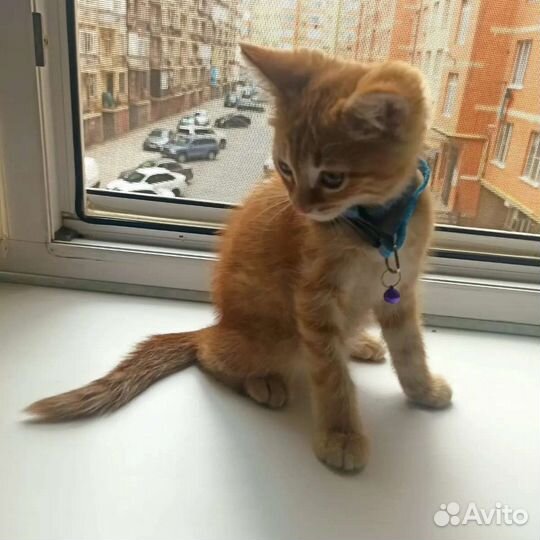 Кошка в дар