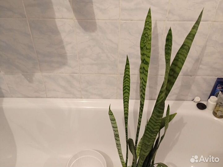 Сансевиерия