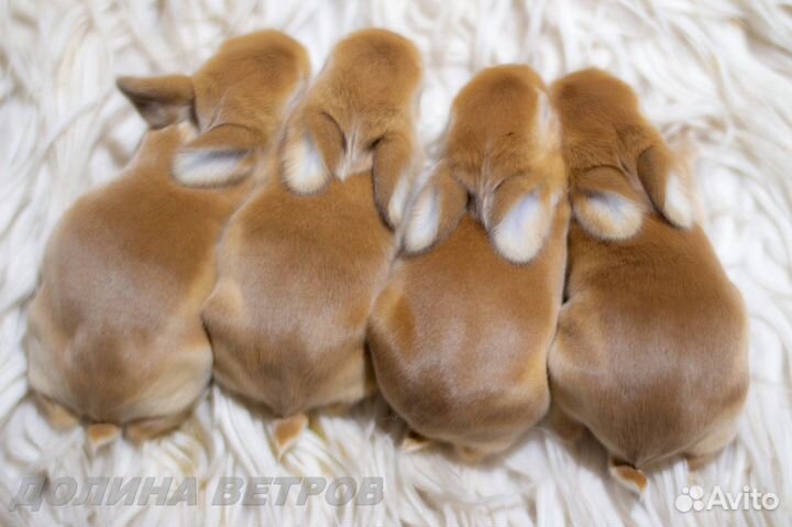 Кролики желтые мальчики минилопы