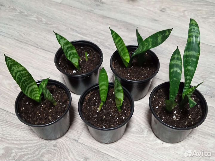 Сансевиерия