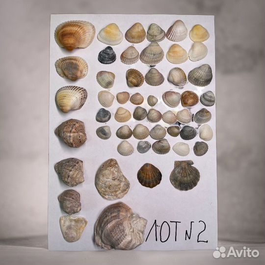 Ракушка / морские ракушки