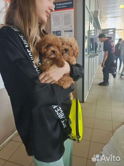 Карманные мальтипу