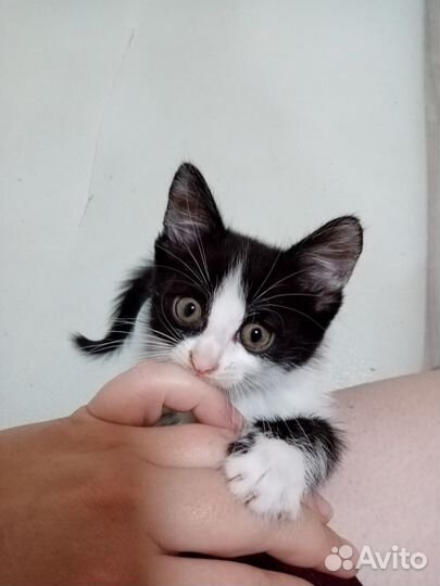 Котята 2 месяца