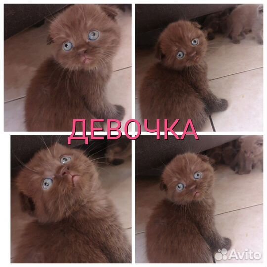 Британские котята