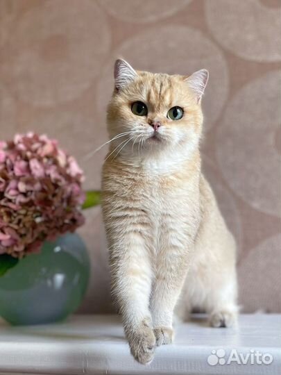 Кошка золотая шиншилла