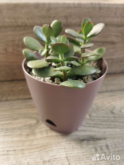 Денежное дерево, толстянка