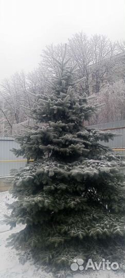 Ель голубая