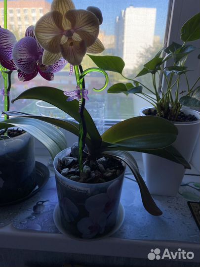 Орхидея фаленопсис биг лип