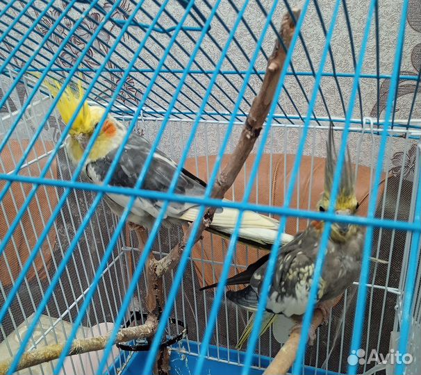 Попугай карелла с клеткой