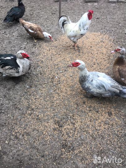 Мускусные утки