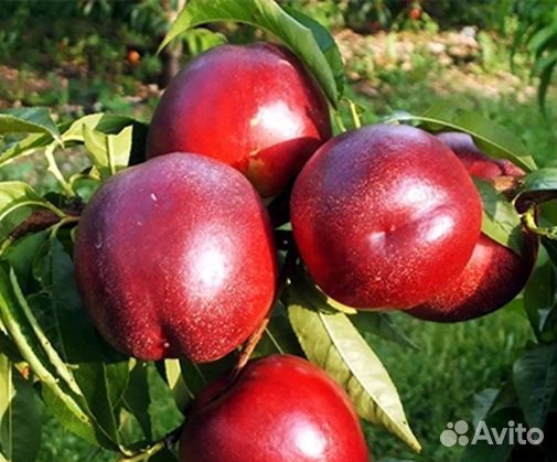 Саженцы нектарина Рубиновый