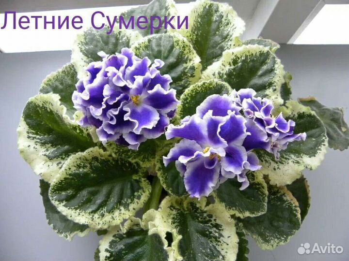 Фиалки набор №4 укорененных листов 7 разных сортов