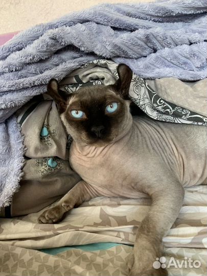 Кот сфинкс эльф