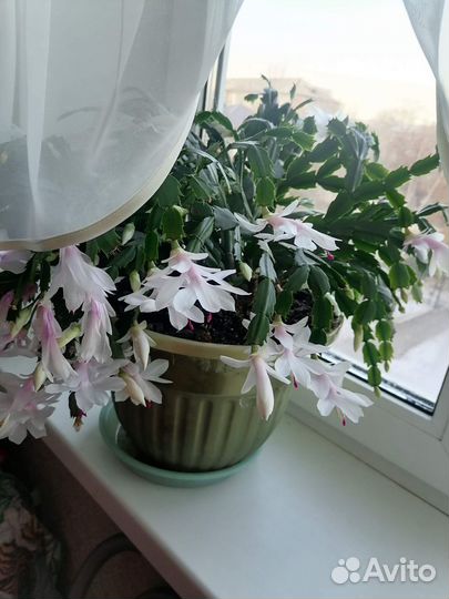 Декабрист шлюмбергера